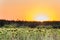 Sunflowers field near forest at sunset ot sunrise, rural agricultural background