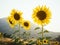 Sunflowers field outdoor with mountain view Background