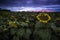 Sunflowers field with stormy sky, Buenos Aires