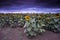 Sunflowers field with stormy sky, Buenos Aires