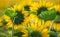 Sunflowers at the field in summer