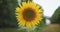 Sunflowers in the field in summer. A beautiful sunflower field.