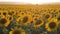 Sunflowers in the field in summer. A beautiful sunflower field.