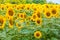 Sunflowers field, summer country landscape.