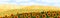 Sunflowers field, summer landscape background. Yellow sun flowers,nature panorama. Blooming agriculture land, floral