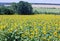 Sunflowers field summer scenery.