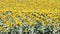 Sunflowers field summer season