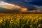 Sunflowers field. Summer sunset before storm outdoors landscape. field of blooming sunflowers Summertime landscape.