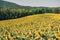 Sunflowers field in summertime, image taken in Tuscany