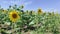 Sunflowers in a field in the sun. Sunflowers sway in the wind. Summer field of sunflowers. Yellow. Sunny day