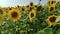 Sunflowers in a field in the sun. Sunflowers sway in the wind. Summer field of sunflowers. Yellow. Sunny day