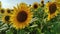 Sunflowers in a field in the sun. Sunflowers sway in the wind. Summer field of sunflowers. Yellow. Sunny day