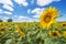 Sunflowers on a field in a sunny day