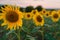 Sunflowers field at sunset