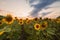 Sunflowers field at sunset