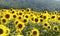 Sunflowers and  field on sunset. Beautiful nature landscape panorama. Farm field idyllic scene