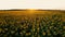 Sunflowers field on sunset. Harvesting Sunflower Seeds in agriculture.