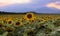 Sunflowers field at sunset in the summer at Roppolo and Viverone lake, Biella and Vercelli, Piedmont, Italy