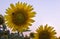 Sunflowers field at sunset in the summer at Roppolo, Viverone lake, Piedmont, Italy