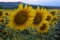 Sunflowers field at sunset in the summer at Roppolo, Viverone lake, Piedmont, Italy