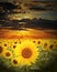 Sunflowers field at sunset time