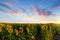 Sunflowers in a field under a colorful sunset