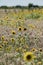 Sunflowers in the field of wheat