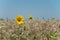 Sunflowers in the field of wheat