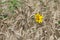 Sunflowers in the field of wheat