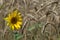 Sunflowers in the field of wheat