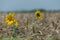 Sunflowers in the field of wheat