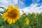 Sunflowers fields against blue sky