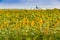 sunflowers fields and chemical industry