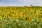 sunflowers fields and chemical industry