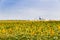 sunflowers fields and chemical industry