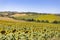 Sunflowers fields in Italy in the region of Marche, province of Ancona, Italy