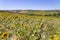 Sunflowers fields in Italy in the region of Marche, province of Ancona, Italy