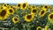 Sunflowers Fields Summer Background