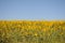 Sunflowers  in the fields during summer , nature and agriculture at Cadiz, Andalusia, Spain