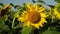 Sunflowers. Fields with sunflowers in the summer.