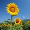 Sunflowers filed.