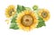 Sunflowers, flower arrangement for Sunflower products,