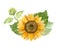 Sunflowers, flower arrangement for Sunflower products