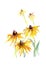 Sunflowers. Flower sketch. Watercolor