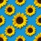 Sunflowers flowers on blue seamless pattern