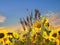 Sunflowers flowers chamomile and lavender verbs and grass on meadow field at sunset nature landscape