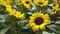 Sunflowers flowers closeup. Flower shop