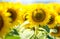 Sunflowers flowers green background nature yellow