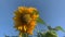 Sunflowers with flying bees.