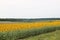 Sunflowers and a forest in the background